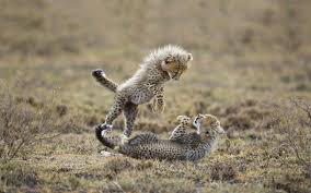 cheetah babies playing